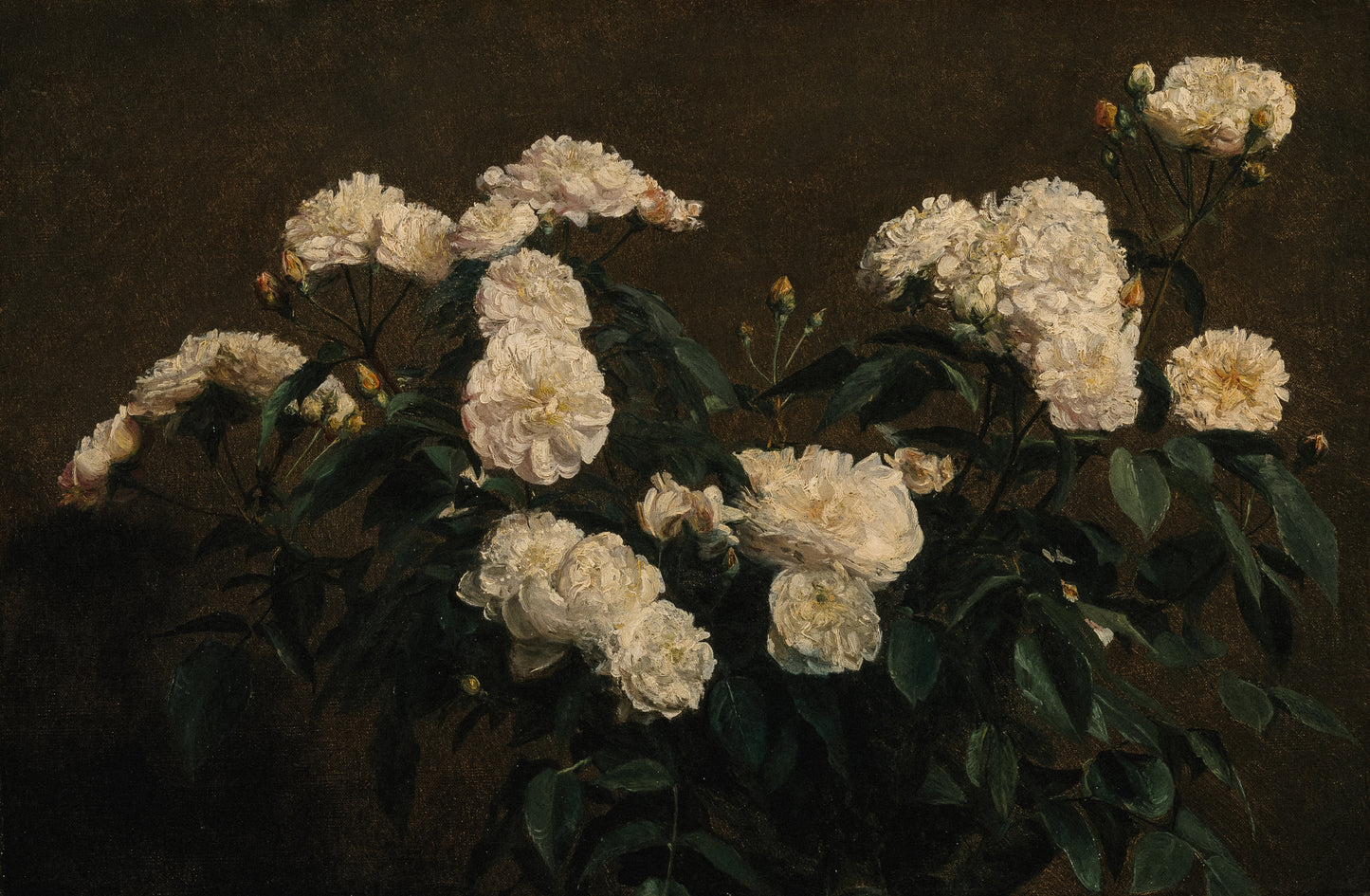 White Roses