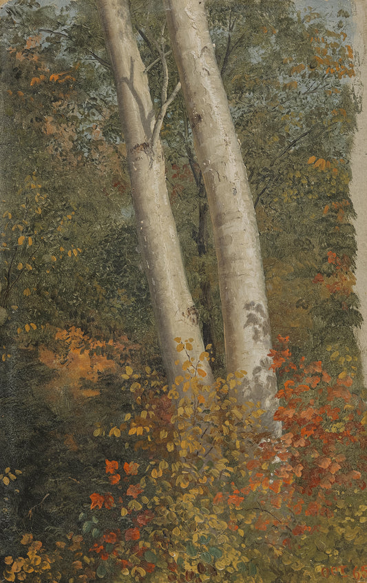 Birch Trees in Autumn
