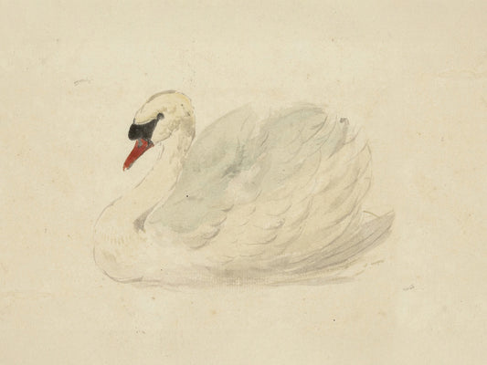 Mute Swan