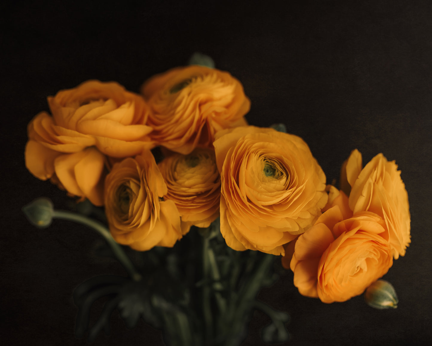 Ranunculus