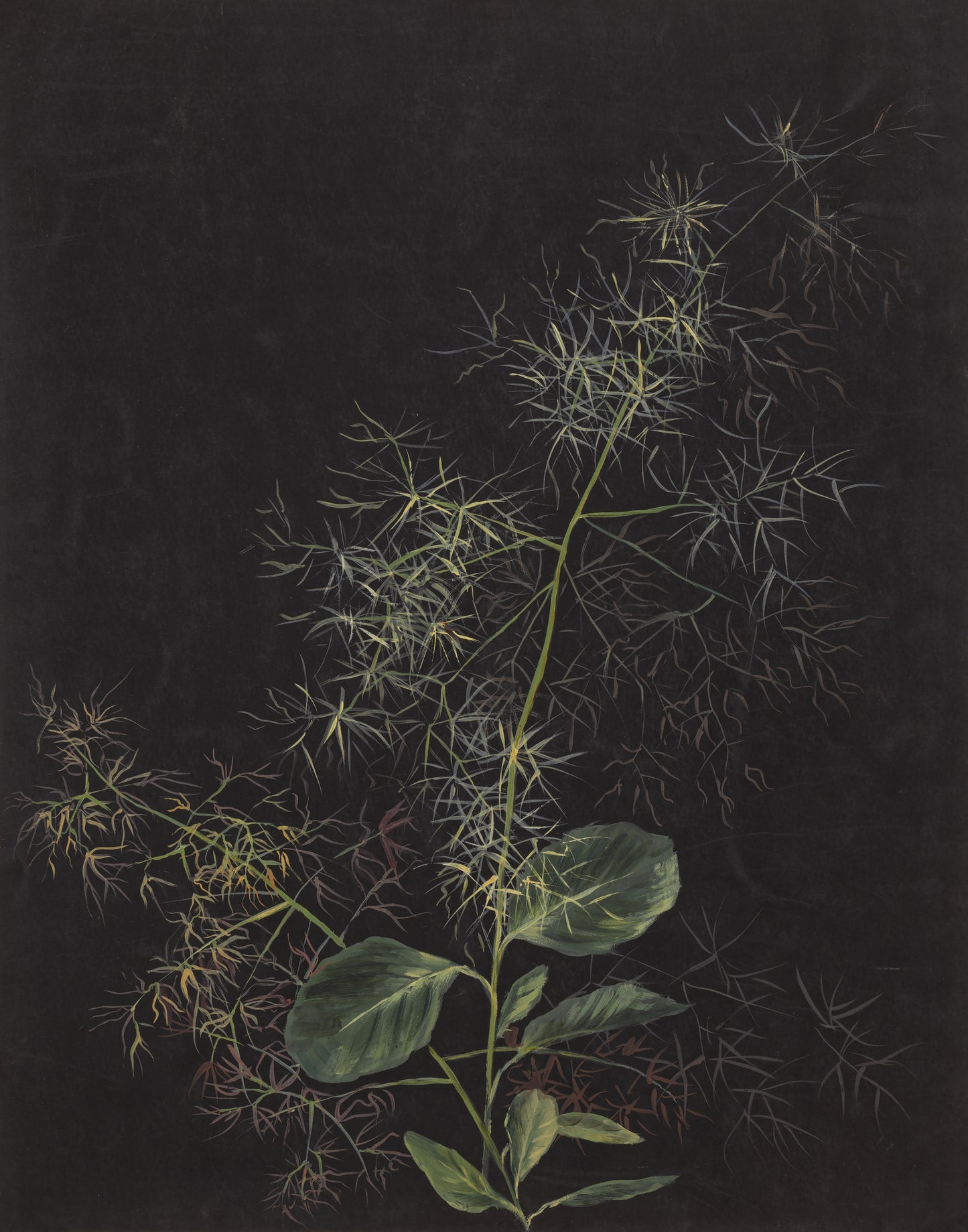 Tufted Hairgrass