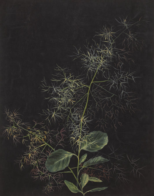 Tufted Hairgrass